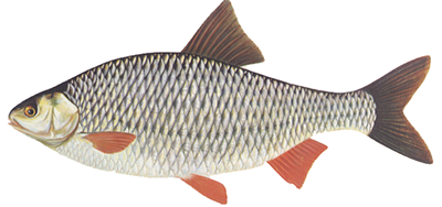 Roach Fish